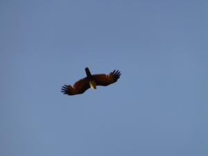 I believe this one is a sea eagle, I didn't recognise the others